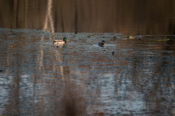 Duck sailing on water surface among plants.