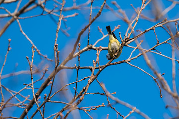 Blue tit on a twig with blue sky in the background.