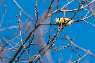 Blue tit on a twig with blue sky in the background.