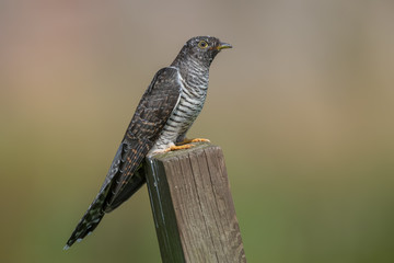 Cuckoo Perched on Wooden Post