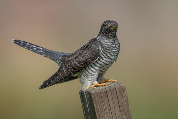 Cuckoo Perched on Wooden Post