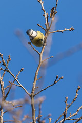 Blue tit on a twig with blue sky in the background.