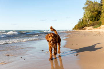An Australian labradoodle walks along the shore of Lake Michigan