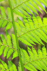 Closeup picture of tropical fern leaf