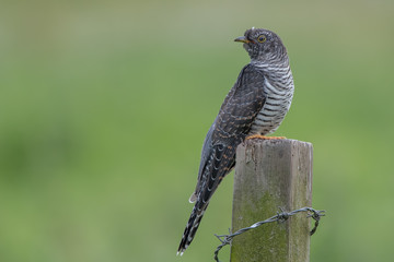Cuckoo Perched on Wooden Post