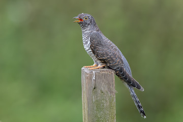 Cuckoo Perched on Wooden Post