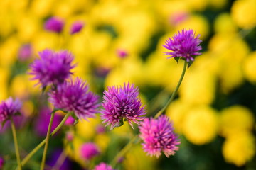 Colorful flower bed in a park 