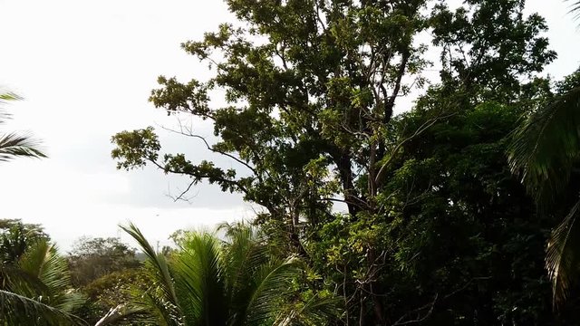 Walking in the Philippine Forest