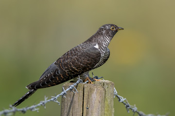 Cuckoo Perched on Wooden Post With Barbed Wire