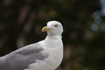 Seagull in Rome