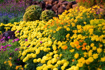 Colorful flower bed in a park 