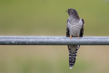 Cuckoo on Metal Gate