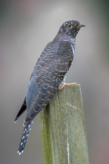 Cuckoo Perched on Wooden Post