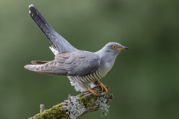 Cuckoo Perched on Branch