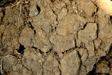 cracked earth texture