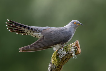 Cuckoo Perched on Branch