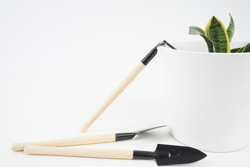 Gardening tools and plant over white background