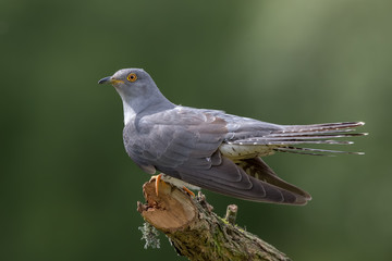 Cuckoo Perched on Branch