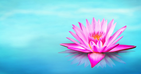 Lily water on the lake, Pink lotus flower on the water in the morning