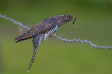 Cuckoo Perched on Barbed Wire