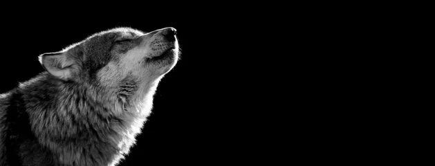 Foto op Canvas Grey wolf with a black background © AB Photography