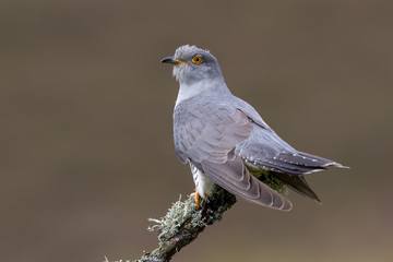 Cuckoo Perched on Branch