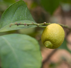  lemon and leaf on tree