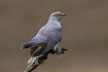 Obraz premium Cuckoo Perched on Branch