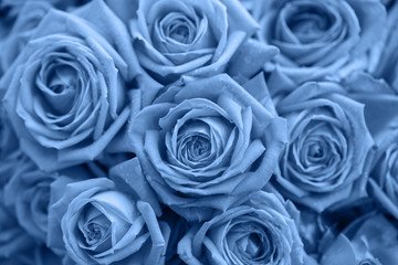 Beautiful background of roses in shades of classic blue. Color of the year 2020.