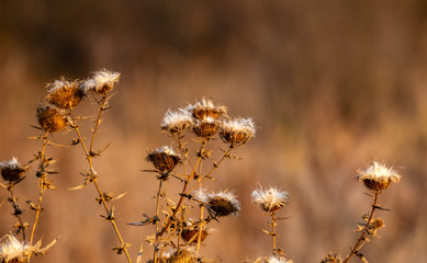Dry Thistle flowers at sunset close-up.