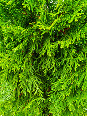 Light and vivid green of an evergreen tree branches with closeup view of the natural texture and interesting pattern, cool decoration and used in holidays seasons