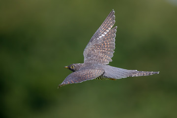 Cuckoo Flying