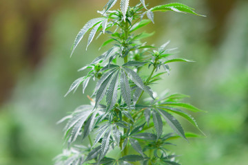 Field of green marijuana, cannabis field, hashish, cannabis background, leaf of marijuana plant.