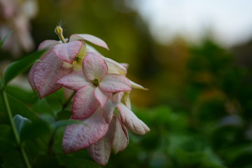 Beautiful flowers in the garden Blooming in the summer.Landscaped Formal Garden