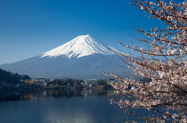 Fototapeta premium Beautiful cherry blossoms with Mount Fuji, japan