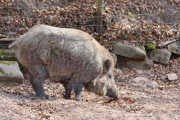Big and wild boar with brown wool in a special corral with a fence
