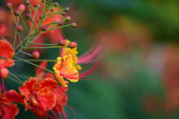 Royal poinciana's red flower blooming on the tree(Delonix regia)