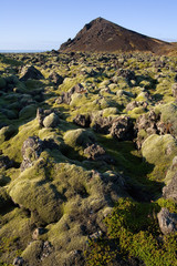Volcanic landscape of moss covered lava - Iceland