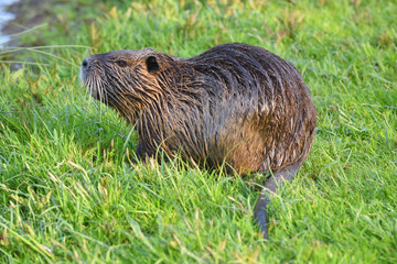 Beautiful and wet nutria sits in the green grass in a city park