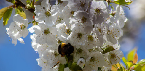 Kirchblüte mit Hummel © Ana de Medeiros