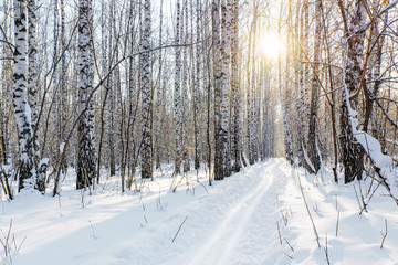 Winter birch forest lit by the sun at sunset.