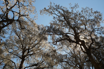 Pine tree trunks and branches soaring irregularly