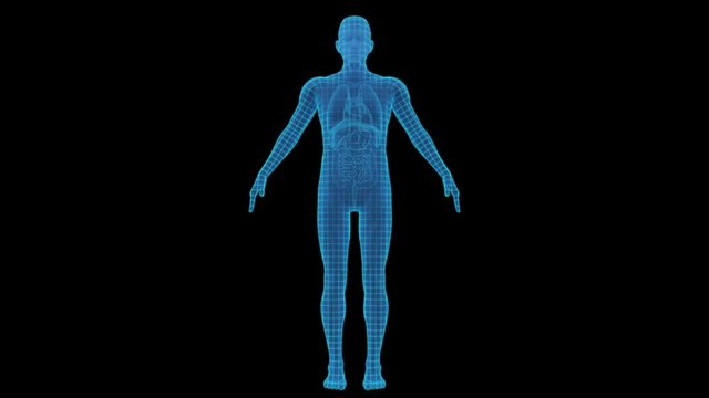 Simple transparent human body xray