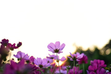  sunlight and cosmos flower on field with vintage toned.