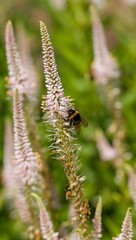Bumblebee on the blowing flower