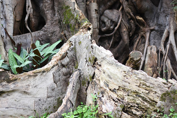 old tree root wood