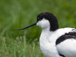 Avoceta