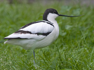 Avoceta