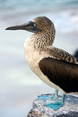 Blue Footed Booby on Espanola in the Galapagos Islands
