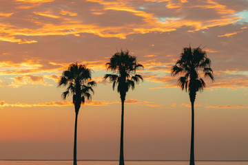 Several palm trees on a background of bright golden sunset